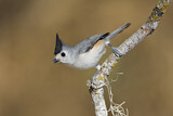 Image. Black-crested Titmouse