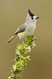Image. Black-crested Titmouse