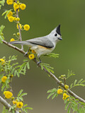Image. Black-crested Titmouse