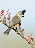 Image. Black-crested Titmouse