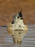 Image. Black-crested Titmouse
