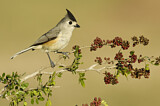 Image. Black-crested Titmouse