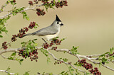 Image. Black-crested Titmouse