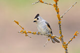 Image. Black-crested Titmouse