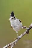 Image. Black-crested Titmouse
