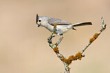 Image. Black-crested Titmouse