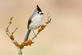 Image. Black-crested Titmouse
