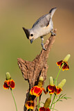 Image. Black-crested Titmouse