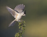 Image. Black-crested Titmouse