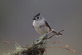 Image. Black-crested Titmouse