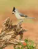 Image. Black-crested Titmouse