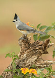 Image. Black-crested Titmouse