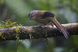 Image. Black-crowned Barwing