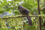 Image. Black-crowned Barwing