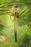 Image. Black-crowned Central American Squirrel Monkey