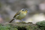 Image. Black-crowned Fulvetta