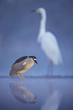 Image. Black-crowned Night Heron & Great Egret