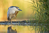 Image. Black-crowned Night Heron