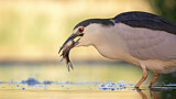 Image. Black-crowned Night Heron