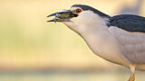 Image. Black-crowned Night Heron