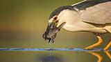Image. Black-crowned Night Heron