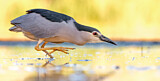Image. Black-crowned Night Heron