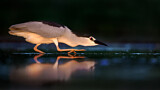 Image. Black-crowned Night Heron