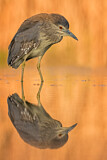 Image. Black-crowned Night Heron