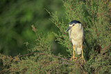 Image. Black-crowned Night Heron