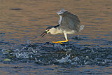 Image. Black-crowned Night Heron