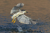 Image. Black-crowned Night Heron