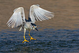 Image. Black-crowned Night Heron