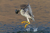 Image. Black-crowned Night Heron