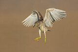 Image. Black-crowned Night Heron
