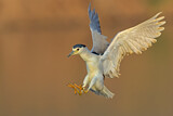 Image. Black-crowned Night Heron