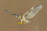 Image. Black-crowned Night Heron