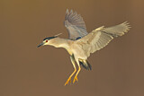 Image. Black-crowned Night Heron