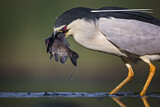 Image. Black-crowned Night Heron