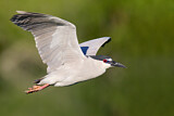 Image. Black-crowned Night Heron