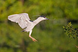 Image. Black-crowned Night Heron
