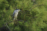 Image. Black-crowned Night Heron