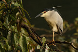 Image. Black-crowned Night Heron