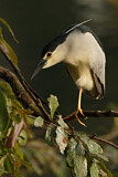 Image. Black-crowned Night Heron