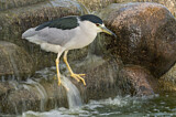 Image. Black-crowned Night Heron