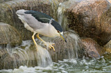 Image. Black-crowned Night Heron