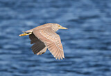 Image. Black-crowned Night Heron