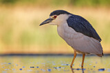 Image. Black-crowned Night Heron