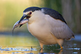 Image. Black-crowned Night Heron