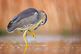 Image. Black-crowned Night Heron