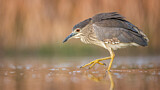 Image. Black-crowned Night Heron